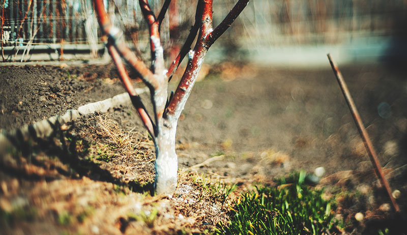 Planter vos fruitiers